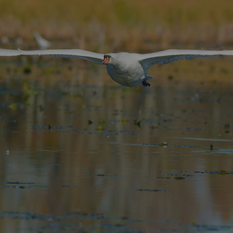Mute Swan