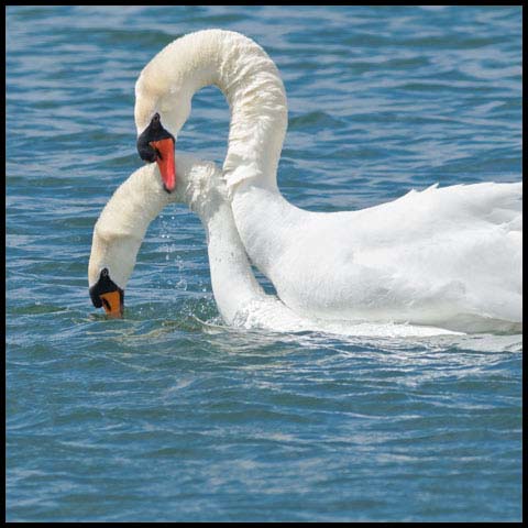 Mute Swan