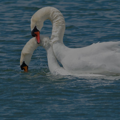 Mute Swan