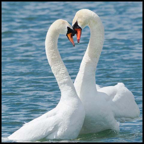 Mute Swan