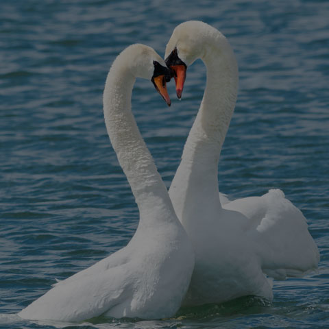 Mute Swan