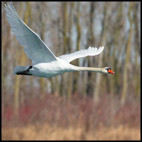 Mute Swan