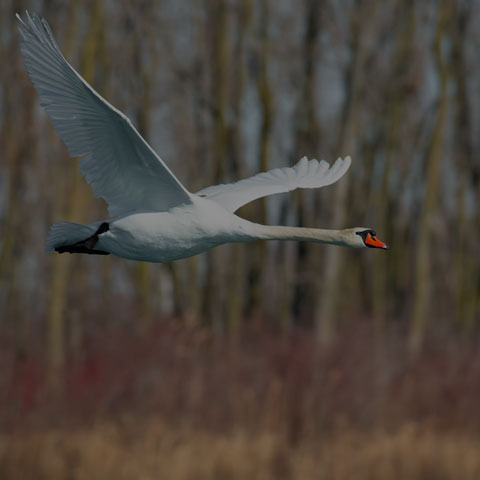 Mute Swan