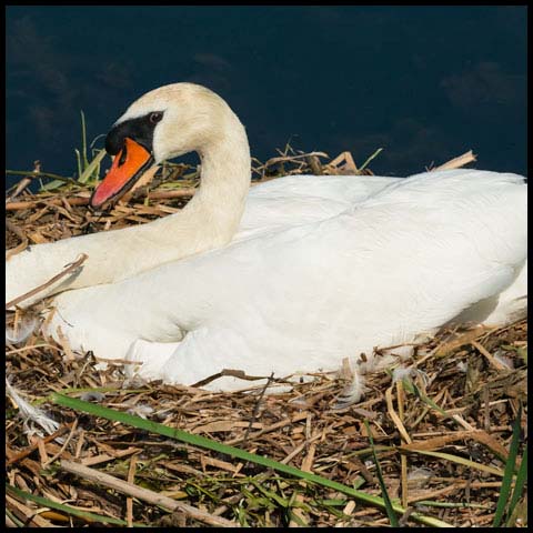 Mute Swan