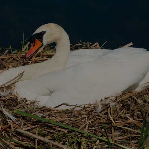 Mute Swan