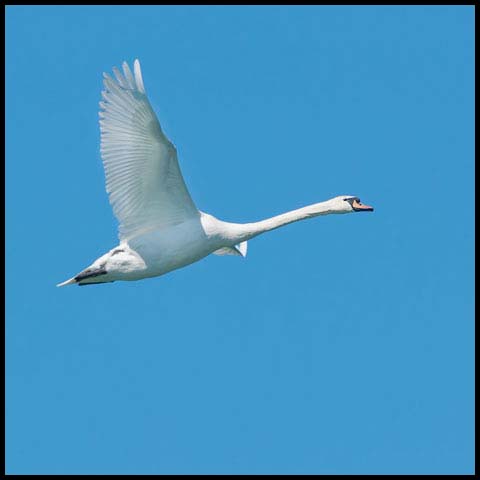 Mute Swan