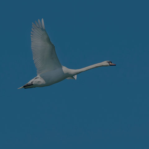 Mute Swan