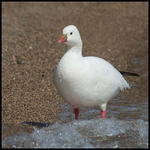 Ross's Goose