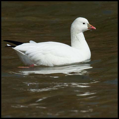 Ross's Goose