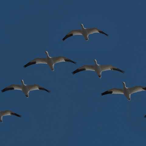Snow Goose