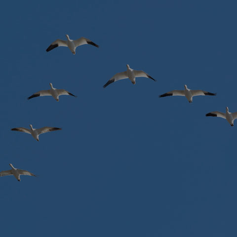 Snow Goose