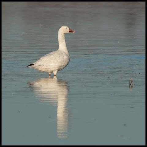 Snow Goose