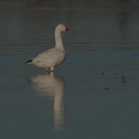 Snow Goose