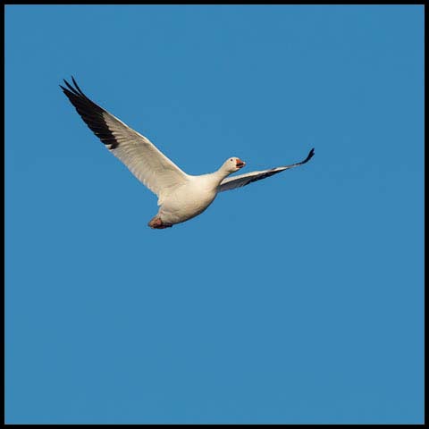 Snow Goose