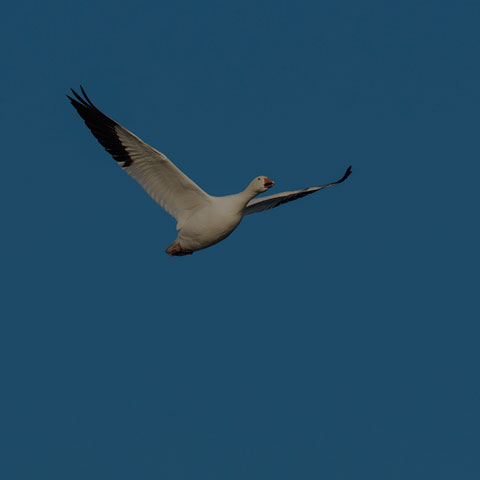 Snow Goose