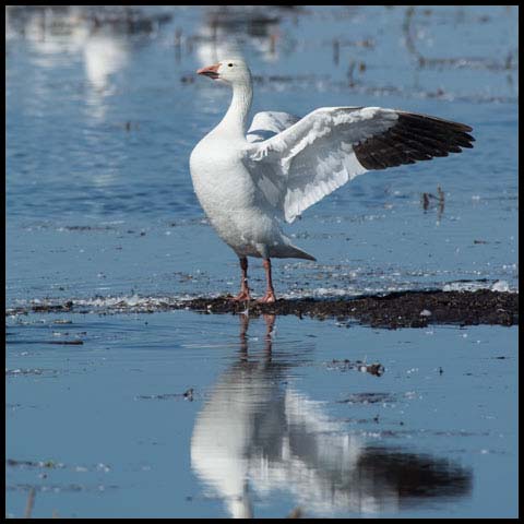 Snow Goose