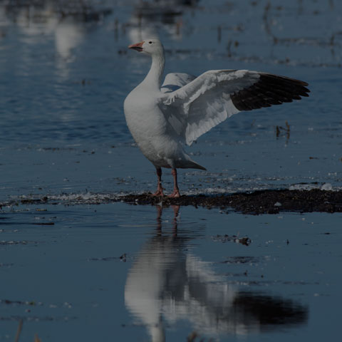 Snow Goose