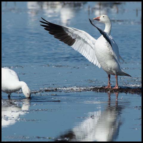 Snow Goose