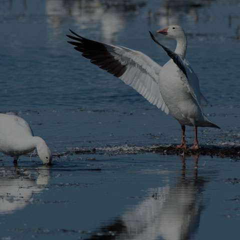 Snow Goose