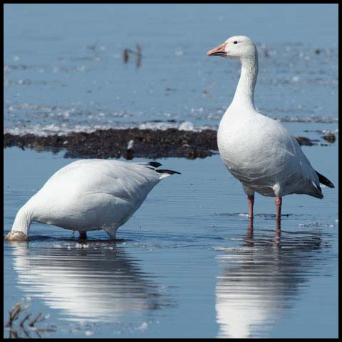 Snow Goose