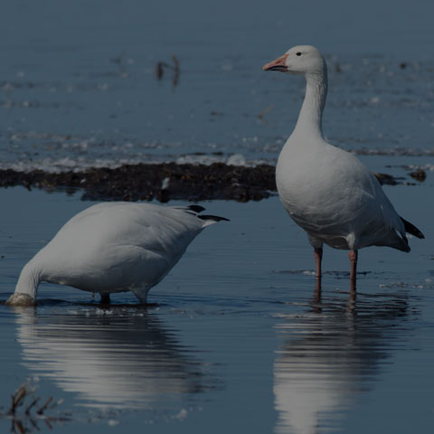 Snow Goose