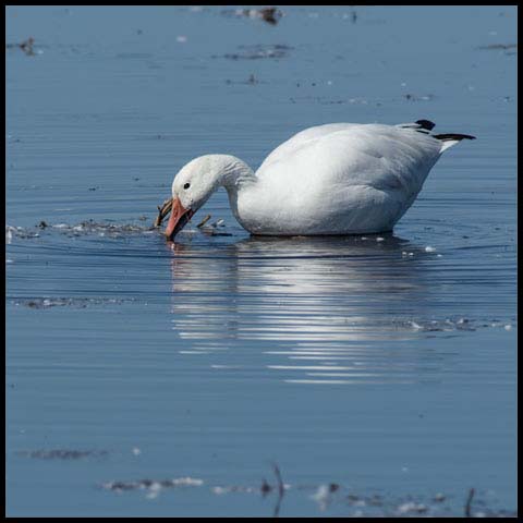 Snow Goose