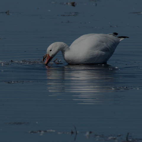 Snow Goose