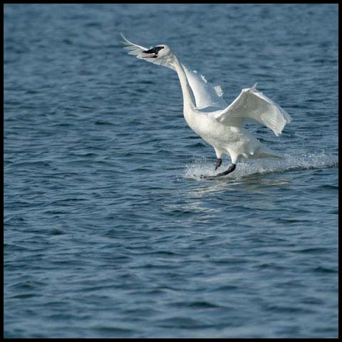 Trumpeter Swan