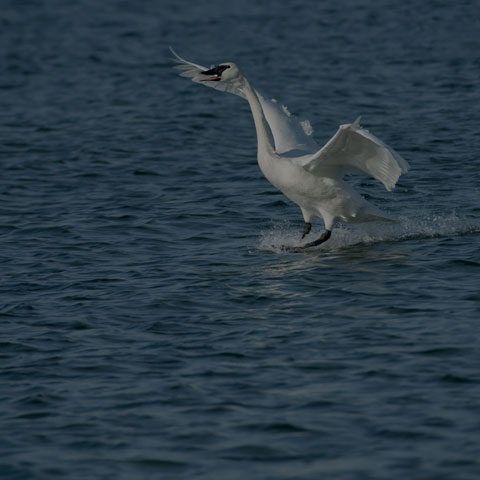 Trumpeter Swan