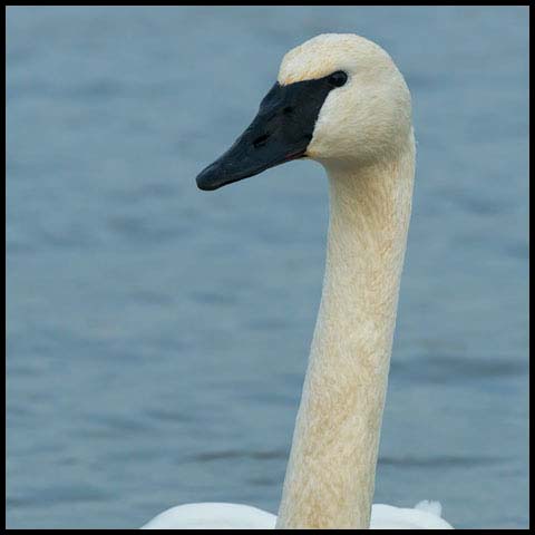 Trumpeter Swan