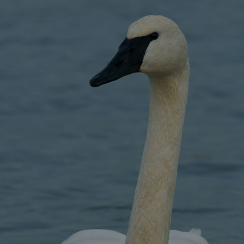 Trumpeter Swan