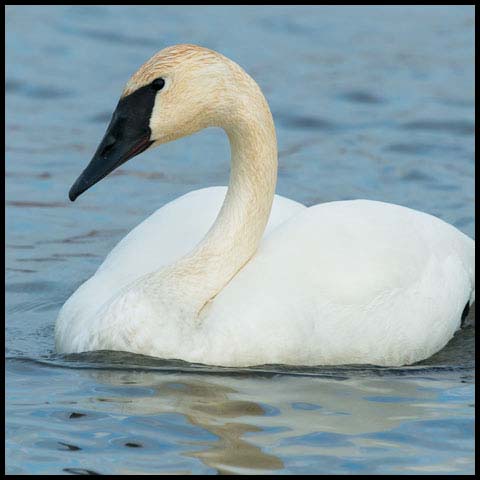 Trumpeter Swan