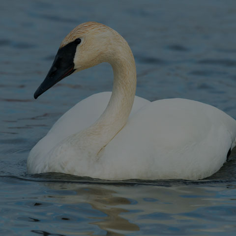 Trumpeter Swan