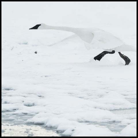 Trumpeter Swan