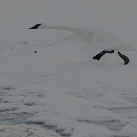 Trumpeter Swan