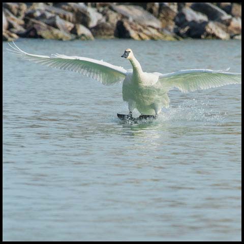 Trumpeter Swan