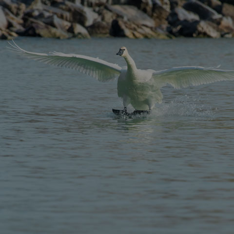 Trumpeter Swan