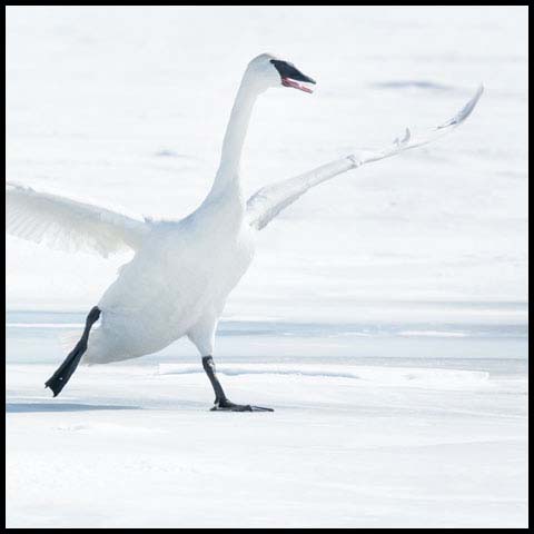 Trumpeter Swan