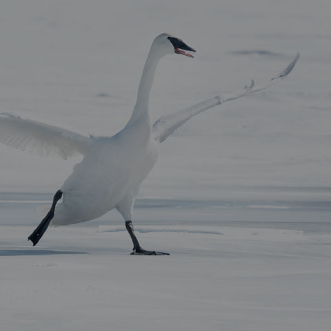 Trumpeter Swan