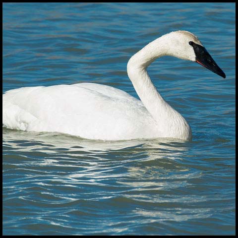 Trumpeter Swan