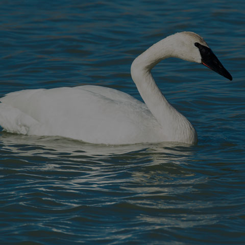 Trumpeter Swan