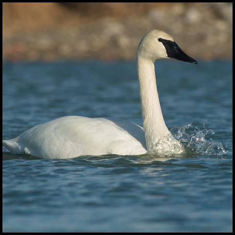 Trumpeter Swan