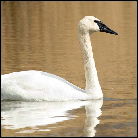 Trumpeter Swan