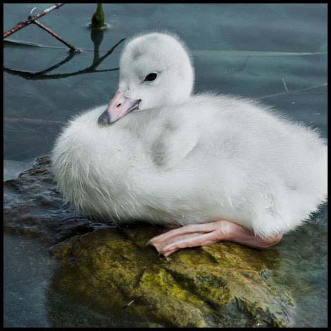 Trumpeter Swan