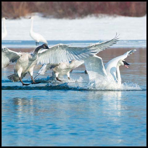 Trumpeter Swan