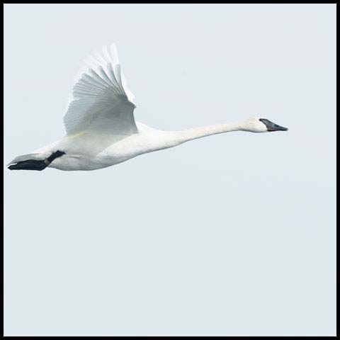 Trumpeter Swan