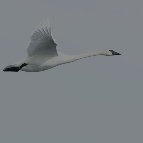 Trumpeter Swan