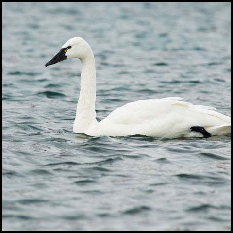 Tundra Swan