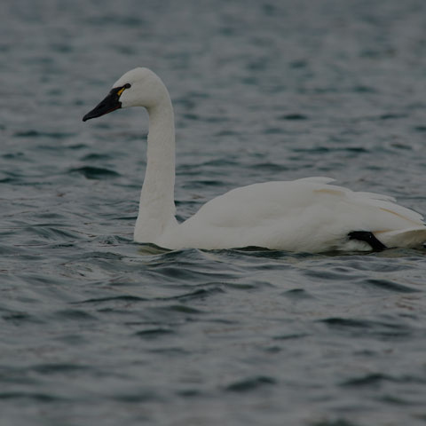 Tundra Swan