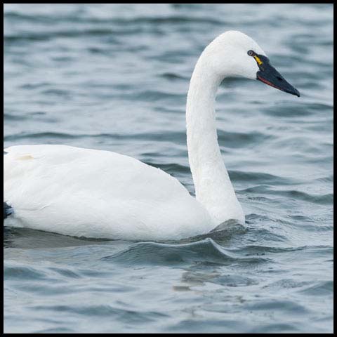 Tundra Swan